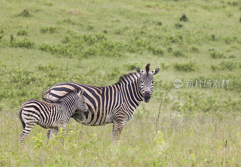 平原斑马妈妈和小马驹;Chobe n.p.，博茨瓦纳，非洲南部